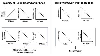 Safety assessment of high doses of vaporized oxalic acid on honey bee worker health and queen quality